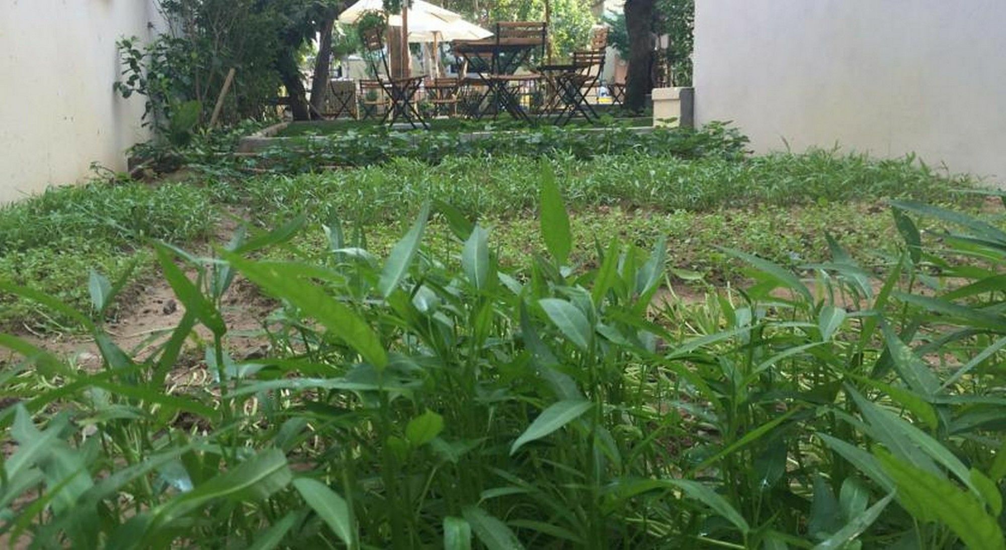 Heritage Homestay Хоян Екстер'єр фото